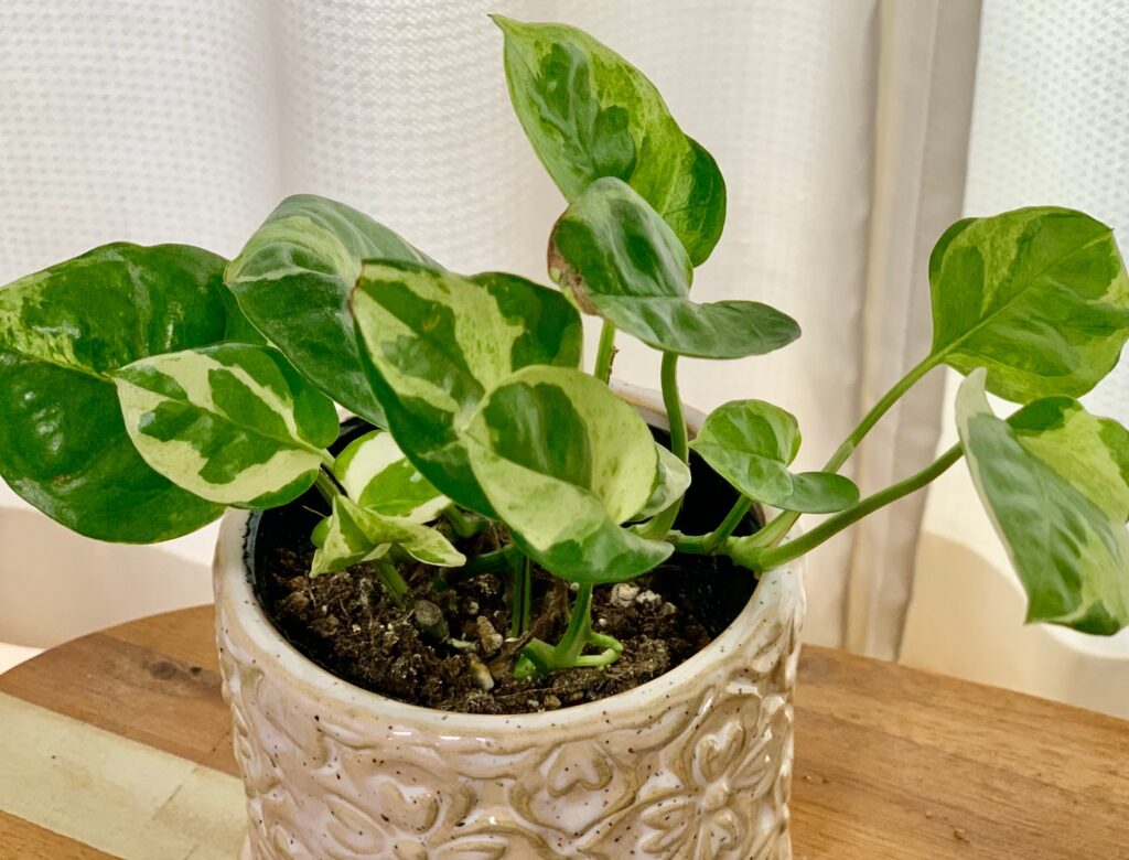 おうち時間を癒しに 見た目と花言葉で選ぶ観葉植物6つ Merrily