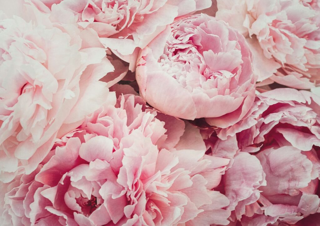 Photo by <a href="https://unsplash.com/@nicberlin?utm_source=unsplash&utm_medium=referral&utm_content=creditCopyText">Nic Berlin</a> on <a href="https://unsplash.com/photos/a-close-up-of-a-bunch-of-pink-flowers-jPD9YpQ_31I?utm_source=unsplash&utm_medium=referral&utm_content=creditCopyText">Unsplash</a>