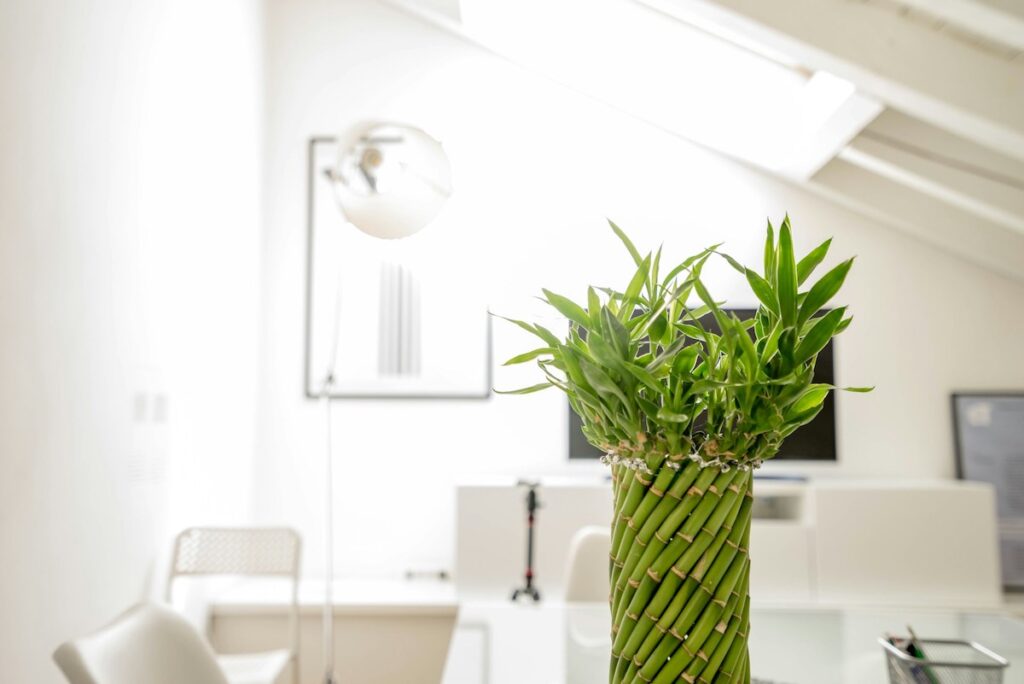 Photo by <a href="https://unsplash.com/@craig000?utm_source=unsplash&utm_medium=referral&utm_content=creditCopyText">Riccardo Pelati</a> on <a href="https://unsplash.com/photos/green-lucky-bamboo-plant-_-Cg7vTw3bs?utm_source=unsplash&utm_medium=referral&utm_content=creditCopyText">Unsplash</a>